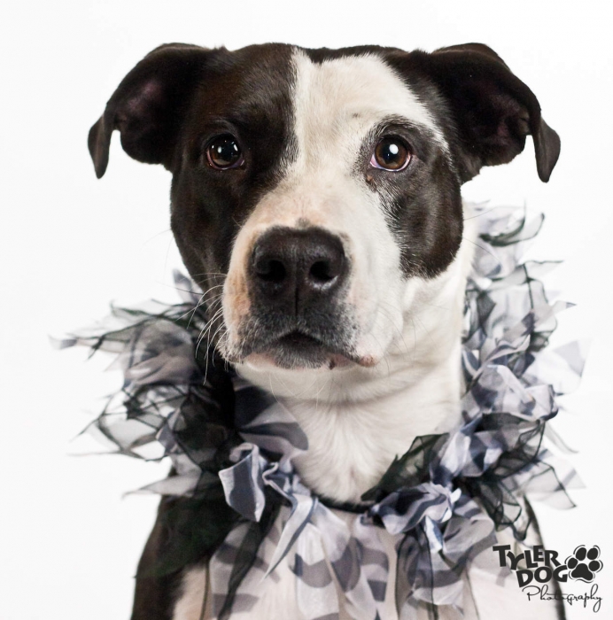 Daisy is a one-year-old female Pit Bull.
