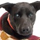 Gorgeous Keller is a two-year-old blind black Lab mix.