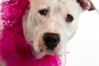 Kimmie is a beautiful young female Pit Bull who wants a forever home.