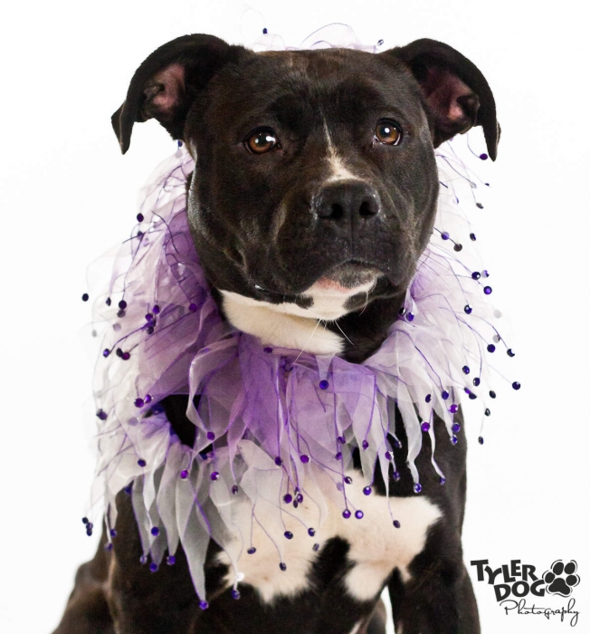 Lady is a gorgeous one-year-old female Pit Bull.
