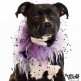 Lady is a gorgeous one-year-old female Pit Bull.
