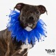 Porky is an 8-month old male brindle Pit mix.