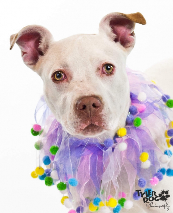 Torrie is a six month old female Pit that's just as sweet as she can be!