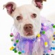 Torrie is a six month old female Pit that