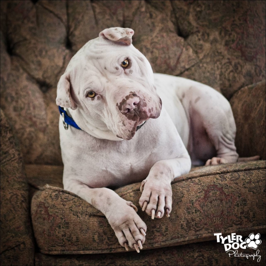Hercules the Shar Pei / Pit Bull mix photographed by Sherry Stinson of TylerDog Photography