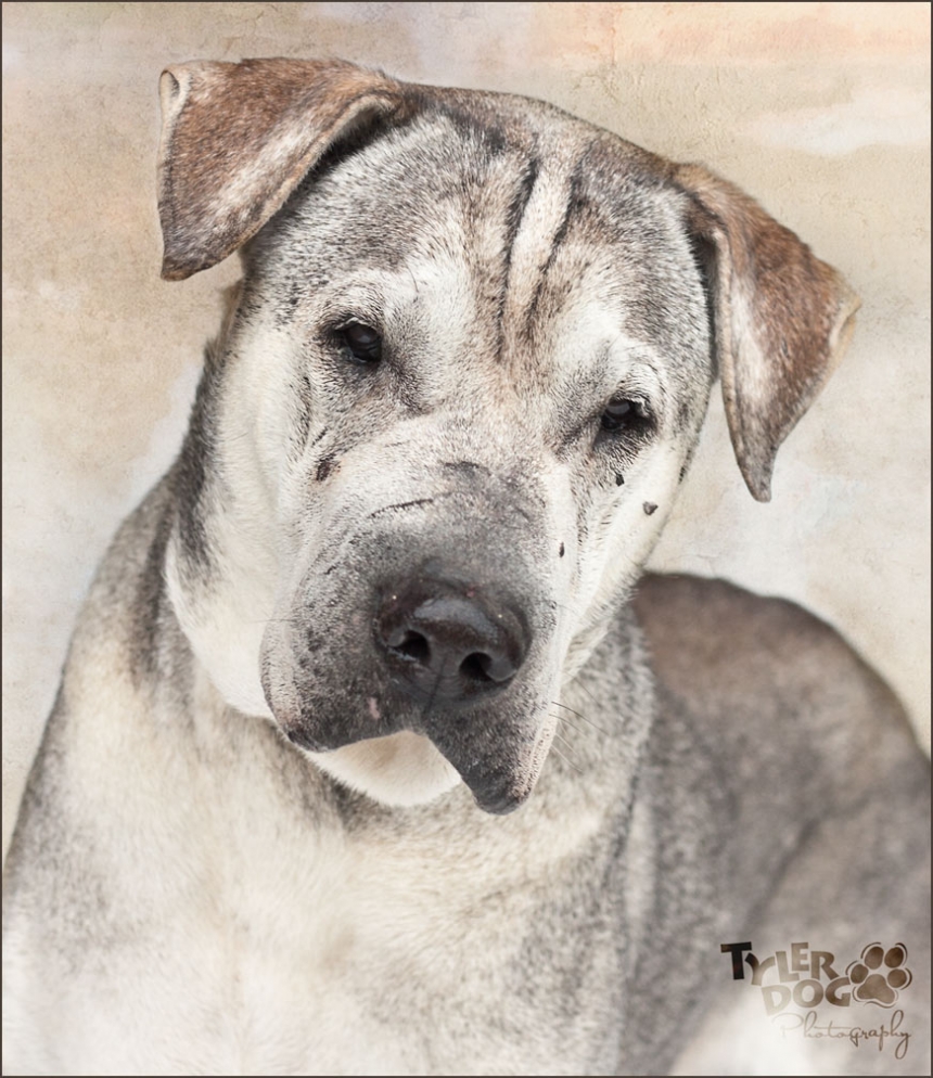 Warren the Dog Photographed by Sherry Stinson, TylerDog Photography