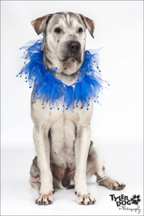 Warren the Dog Photographed by Sherry Stinson, TylerDog Photography