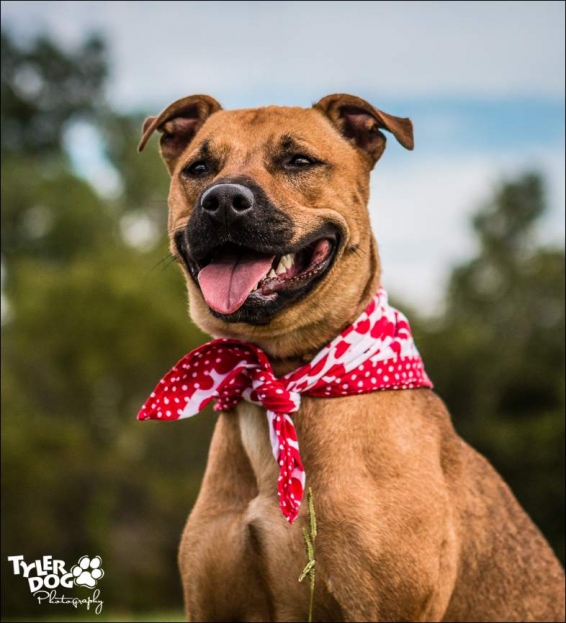 Lumia is a three-year-old spayed female Pit Bull mix at the City of Tulsa Animal Welfare, 3031 N. Erie Ave. in Tulsa, OK. or call (918) 596-8011.