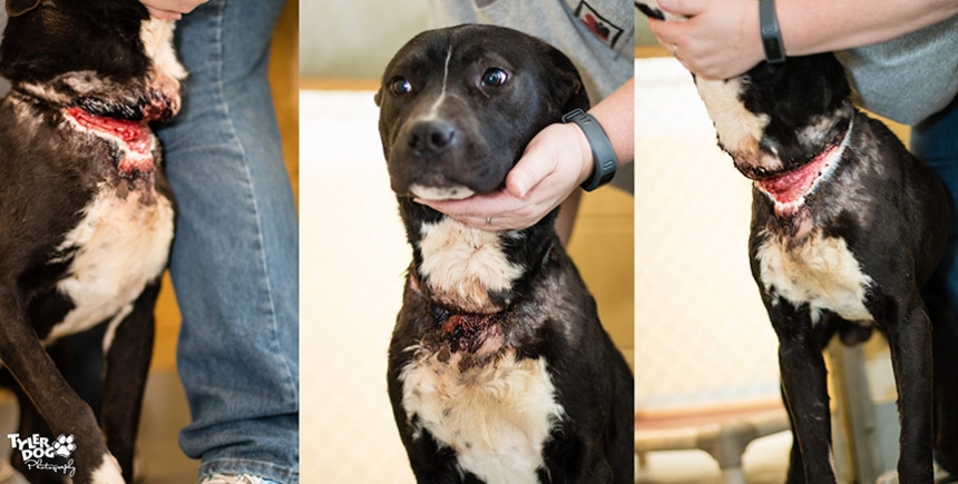 Coco was the victim of cruelty, suffering from an embedded collar. He