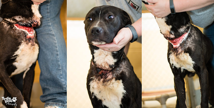 Coco was the victim of cruelty, suffering from an embedded collar. He's healed and now he needs a miracle. Coco is available at Tulsa Animal Welfare, 3031 N. Erie Ave. in Tulsa, OK, 918-596-8011. He's A074432.