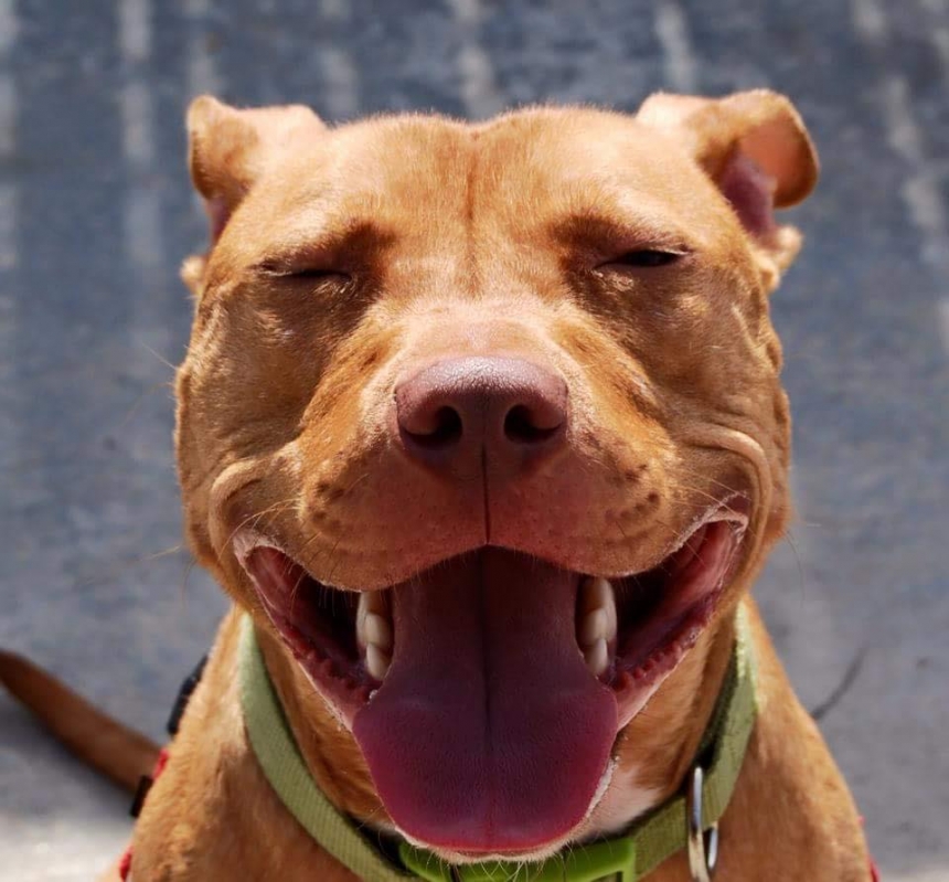 The Amazing Story Of Duke The Dog Who Launched A Product Empire In 1995 - lha60i5