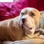 Sarge the Majestic Pit Bull by TylerDog Photography