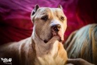 Sarge the Majestic Pit Bull by TylerDog Photography