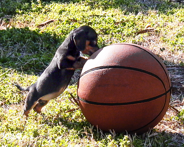 Jazzy trying out for the basketball team