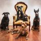 Jazzy and Family: Maggie Monster, Xena the Pit Bull, Jazzy, Katie the Doberman, and Destiny the Pibble