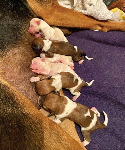 Ten tiny newborn puppies were orphaned at two-days old on November 30, 2019.